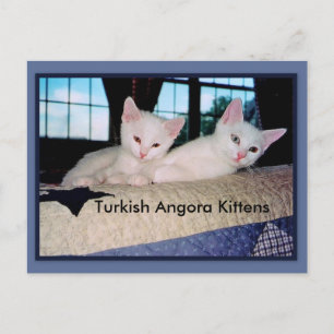 Türkisch Angora Kittens Postcard Postkarte