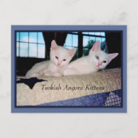 Türkisch Angora Kittens