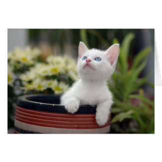 Türkisch White Kitten