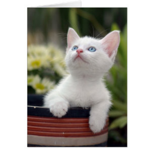Türkisch White Kitten