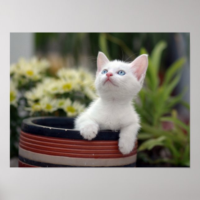 Türkisch White Kitten Poster (Vorne)