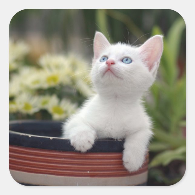Türkisch White Kitten Quadratischer Aufkleber (Vorderseite)