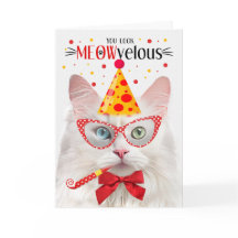 Türkische Angora Katze MEOWvelous Geburtstag