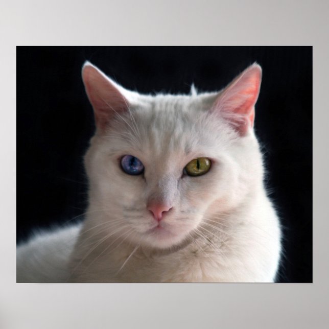 Türkische Angora-Katze mit ungeraden Augen Poster (Vorne)