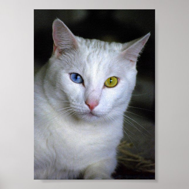 Türkische Angora-Katze mit unübertroffenem Augenpl Poster (Vorne)