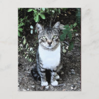 TÜRKISCHE KATRONIN IM GARTEN