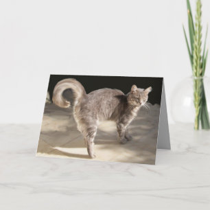 TÜRKISCHE KATZE KARTE