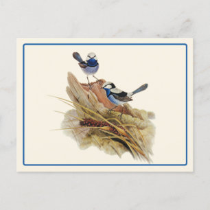 Türkische Küche Superb Warbler Postkarte