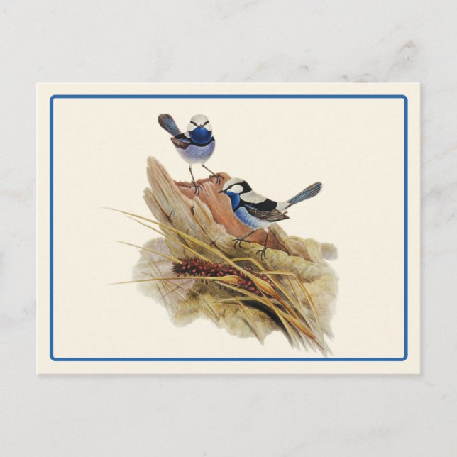 Türkische Küche Superb Warbler Postkarte (Vorderseite)