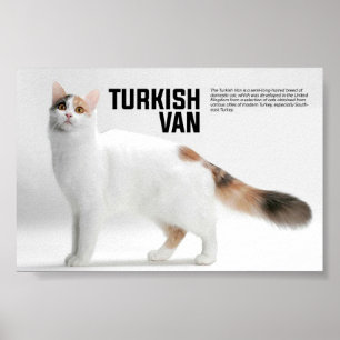 Türkische Van-Cat-Rasse Poster