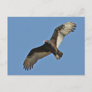 Türkische Vulkanier rasend Postkarte
