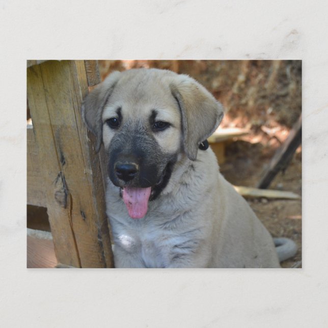 Türkischer Schäferhund Kangal Puppy Postkarte (Vorderseite)