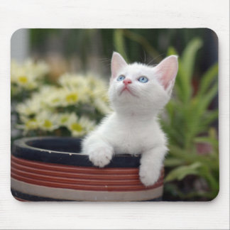 Türkisches weißes Kätzchen Mousepad