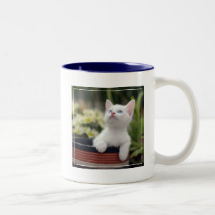 Türkisches weißes Kätzchen Zweifarbige Tasse