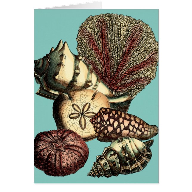 Türkisfarbene Muschel und Rote Koralle (Vorne)