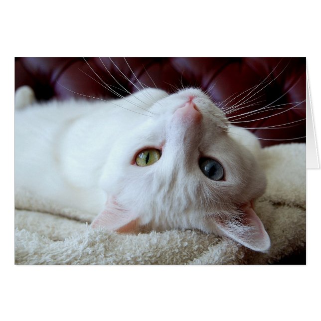 Turkish Angora Cat Odd Eyes Card (Vorderseite (Horizontal))