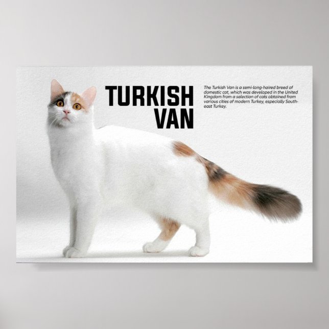 Turkish Van Cat Breed Poster (Vorne)