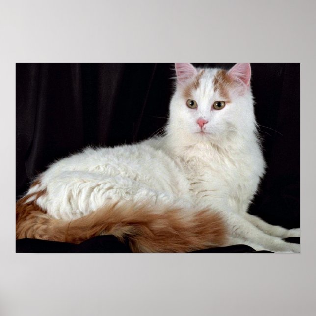 Turkish Van Poster (Vorne)