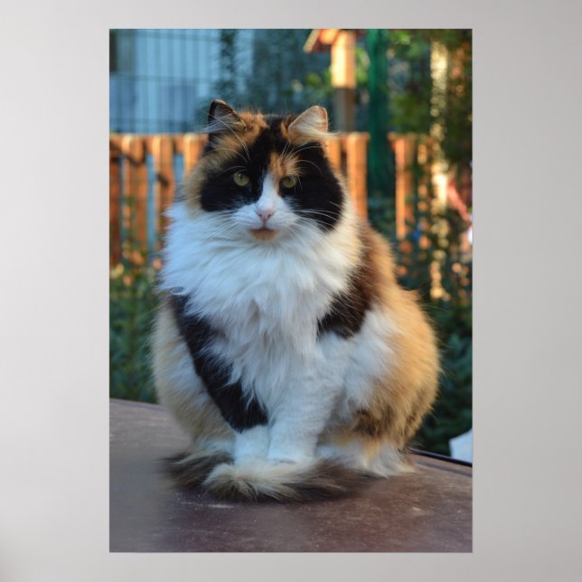 Turkish Van Poster (Vorne)