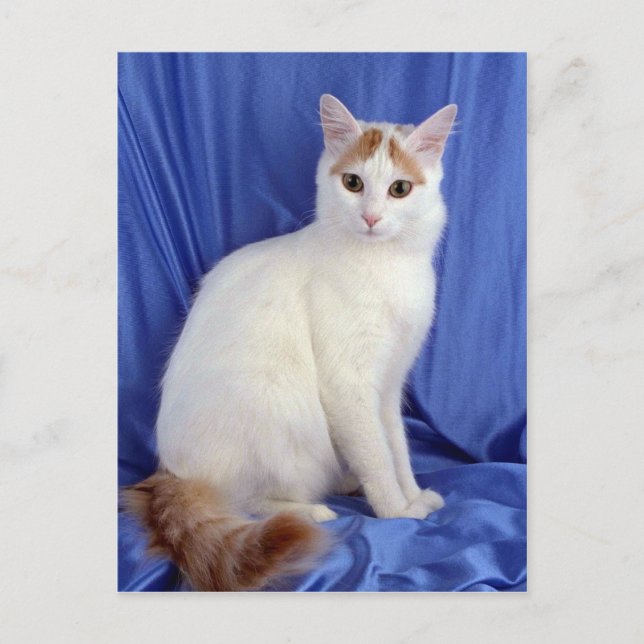 Turkish Van Postkarte (Vorderseite)