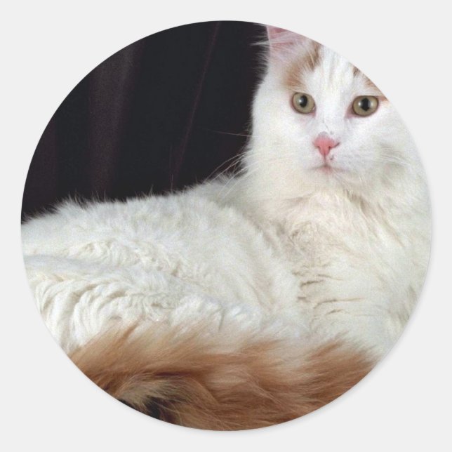 Turkish Van Runder Aufkleber (Vorderseite)