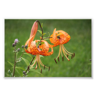 Turk's Cap Lily Fotodruck