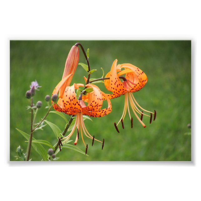 Turk's Cap Lily Fotodruck (Vorne)