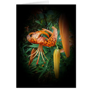 Turk's Cap Lily Wildblume