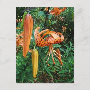 Turk's Cap Lily Wildblume Postkarte
