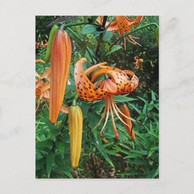 Turk's Cap Lily Wildblume Postkarte (Vorderseite)
