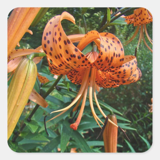 Turk's Cap Lily Wildblume Quadratischer Aufkleber (Vorderseite)