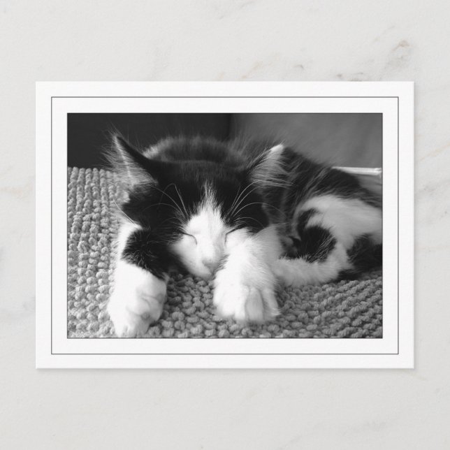 Turkse angora pos postkarte (Vorderseite)