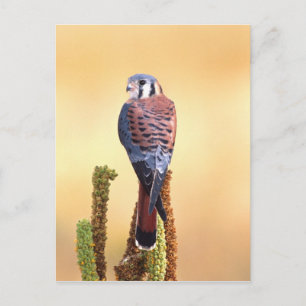Turmfalke, Falco sparverius, Einheimisch in USA &  Postkarte
