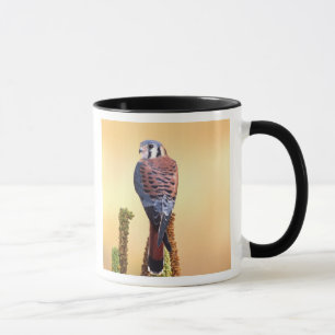 Turmfalke, Falco sparverius, Einheimisch in USA & Tasse