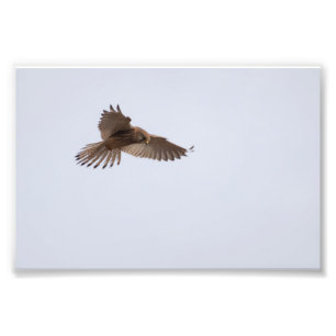 Turmfalke Fotodruck