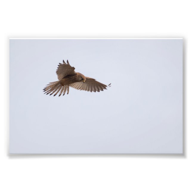 Turmfalke Fotodruck (Vorne)