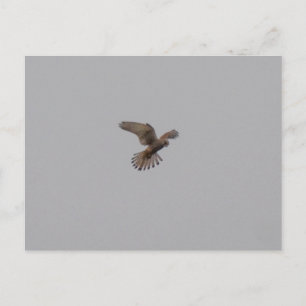 Turmfalke Postkarte