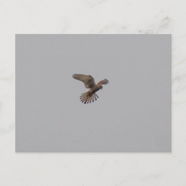 Turmfalke Postkarte (Vorderseite)
