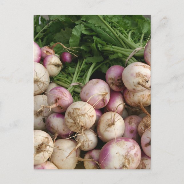 Turnips Postkarte (Vorderseite)