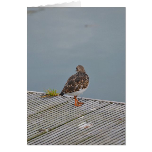 Turnstone (Vorne)