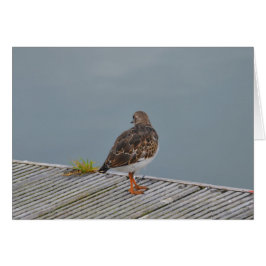 Turnstone
