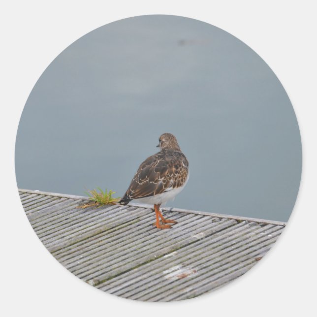 Turnstone Runder Aufkleber (Vorderseite)