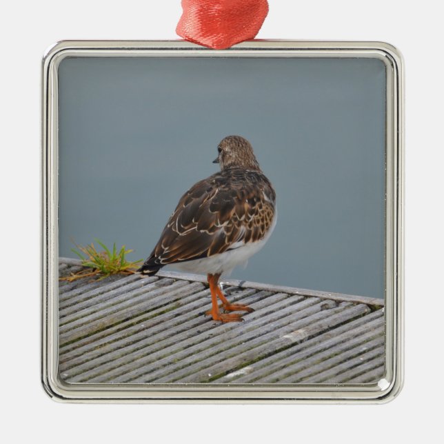 Turnstone Silbernes Ornament (Vorne)