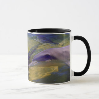 TURSIOPS ADUNCUS TASSE