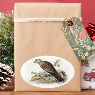 Turteltaube Streptopelia Malerei Natur Vögel Kunst Ovaler Aufkleber