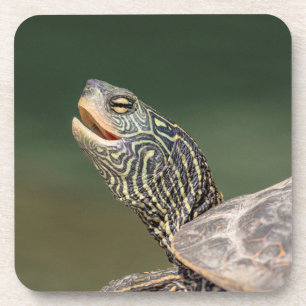 Turtle auf dem LaChute River Getränkeuntersetzer