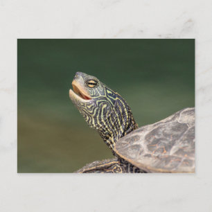 Turtle auf dem LaChute River Postkarte