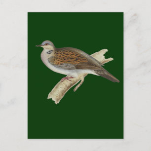 Turtle Dove Postkarte