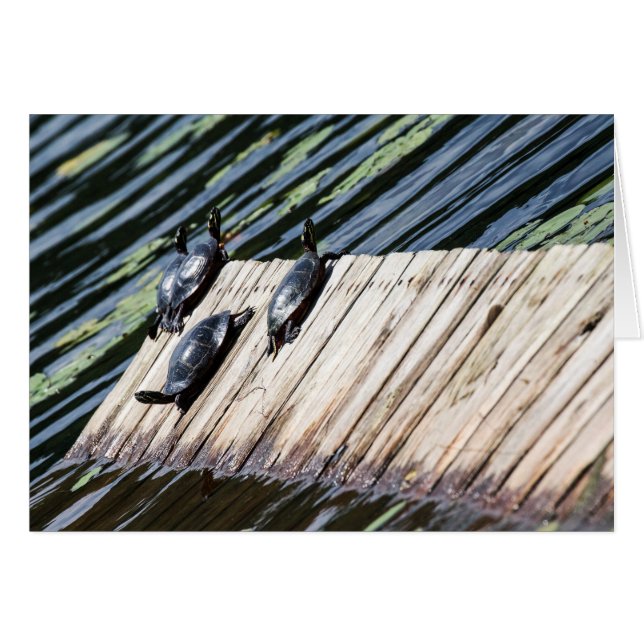 Turtle-Erholung (Vorderseite (Horizontal))