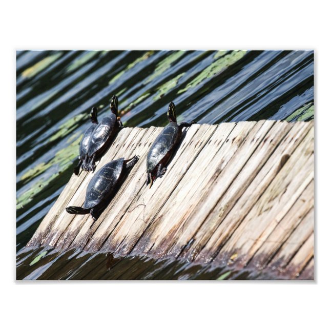 Turtle-Erholung Fotodruck (Vorne)